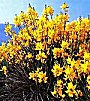 Ginestre